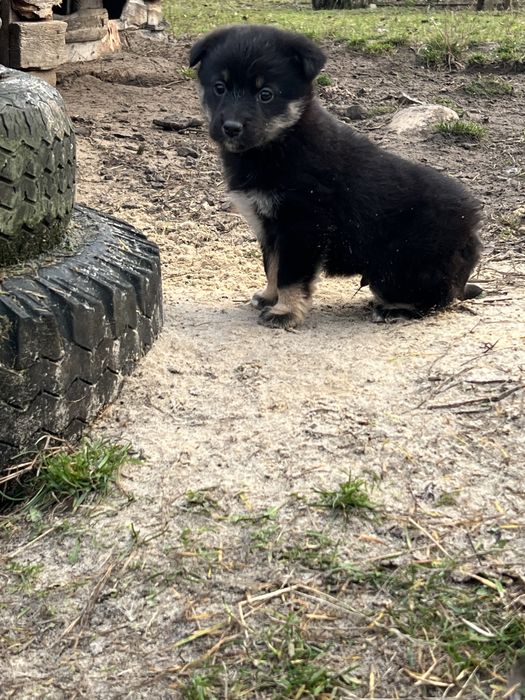 Віддамо в добрі руки цуценят