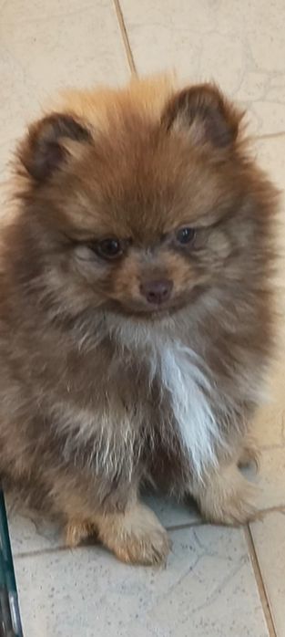 Spitz Alemão anão
