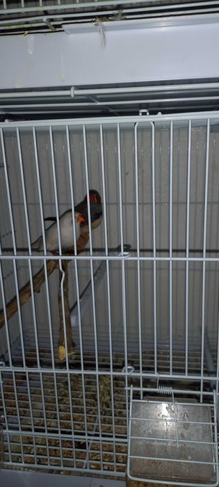 Vendo casal de mandarins