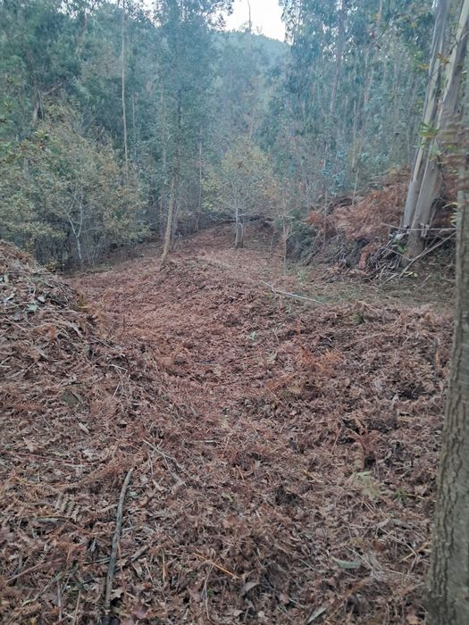 Limpeza de terrenos desmataçao
