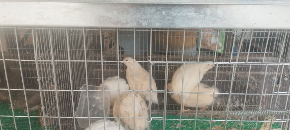 Codornizes de várias raças