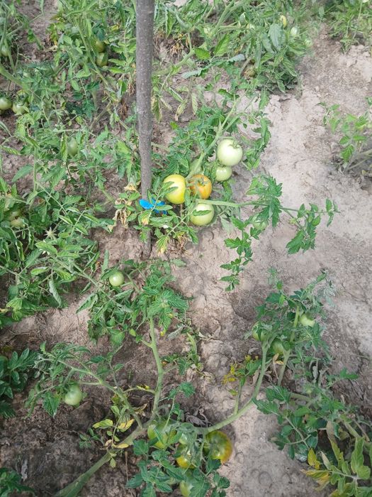 Квашені огірки та помідори.