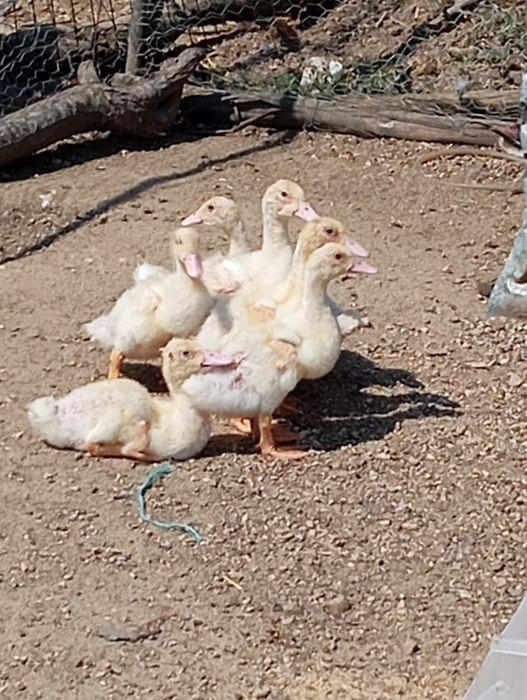 Patos de carne ...