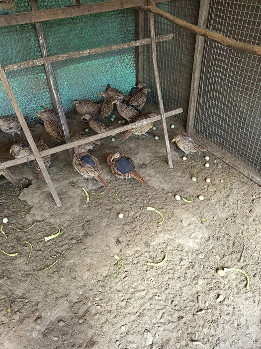 Bazanty kury polne łowne koguty