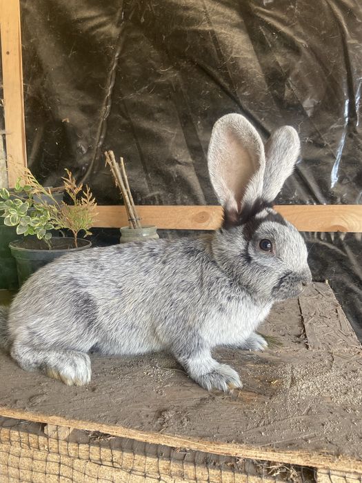 Велике Світле Срібло