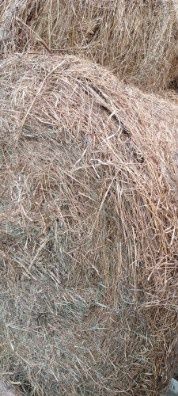 Siano baloty 120x120