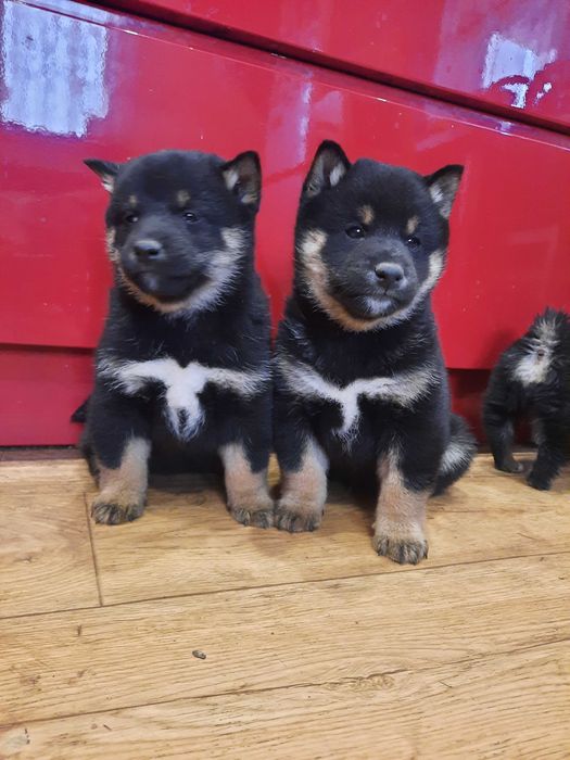 Shiba inu z metryką Fci