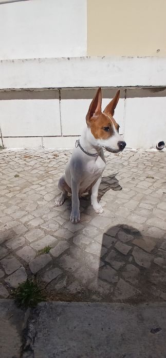 Cão adoção responsável