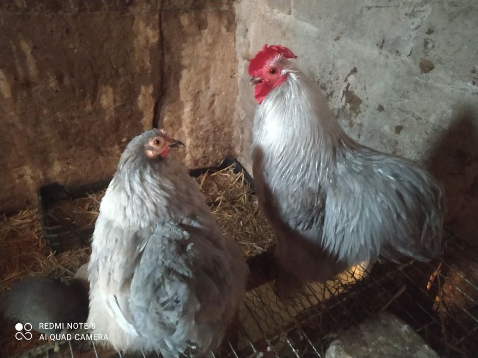 Kochin miniaturowy para