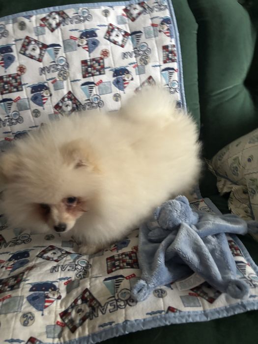 Шпиц померанский, родились 18 сентября