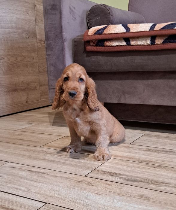Cocker spaniel angielski piesk