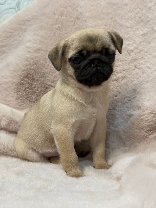 Розкішні мопсики