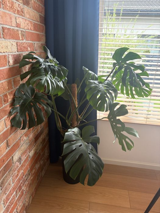 Duza monstera  pieknie rozwinieta