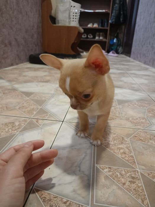 Чудовий малюк чихуахуа