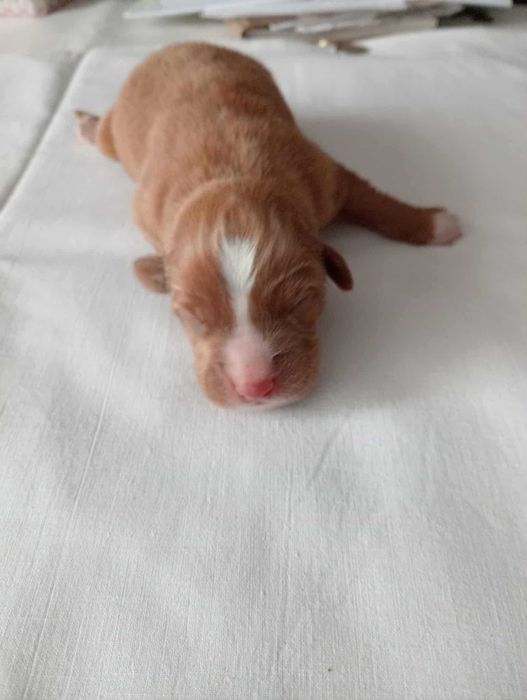 Nova Scotia Duck Tolling Retriever FCI ZKwP suczka