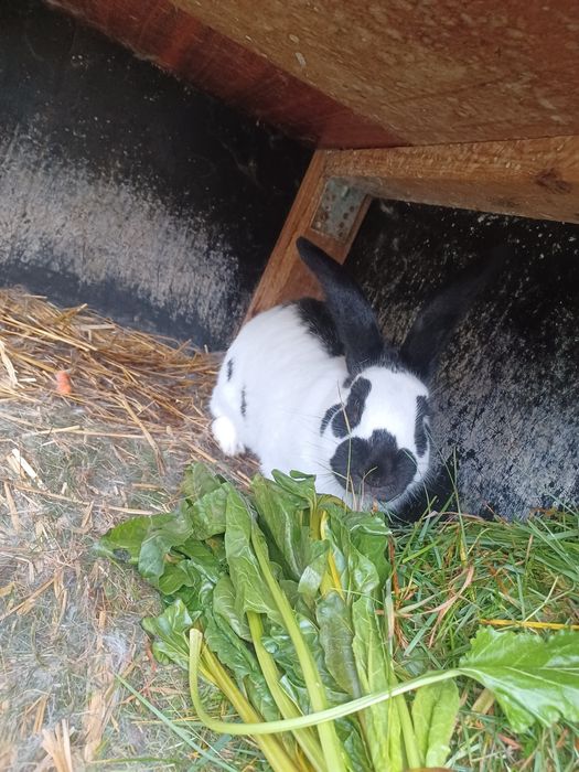 Samiec srokacz niemiecki