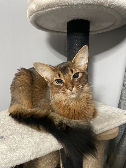 Сомалійська кішка