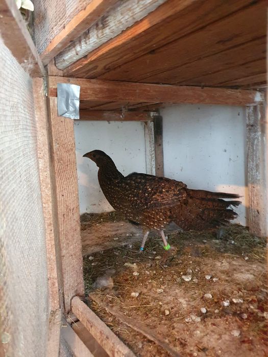 Sprzedam bażanty ozdobne