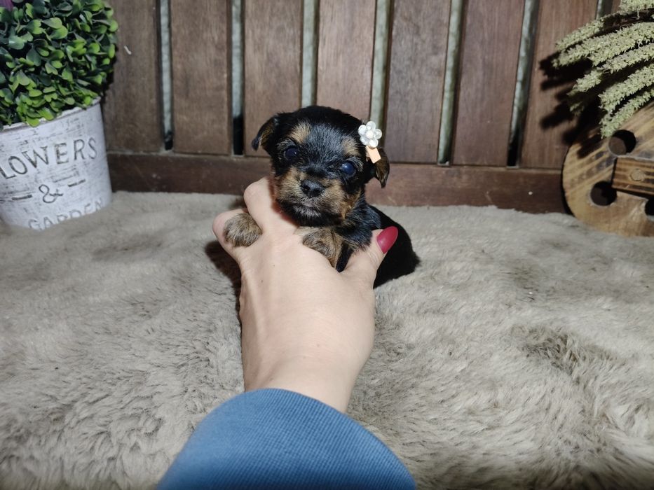 Yorkshire Terrier Fêmea