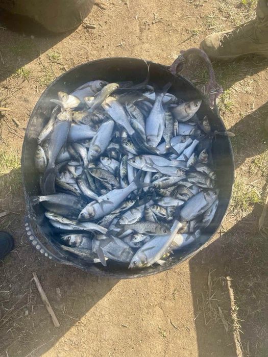 Продам зарибок толстолоба однорічка з власної водойми