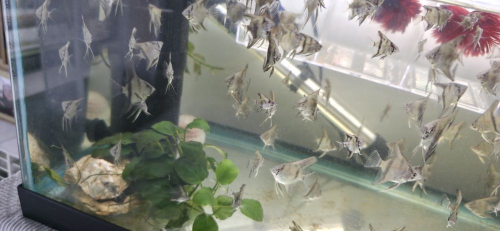 Pterophyllum scalare - Escalar Azul Riscado - Criação Própria