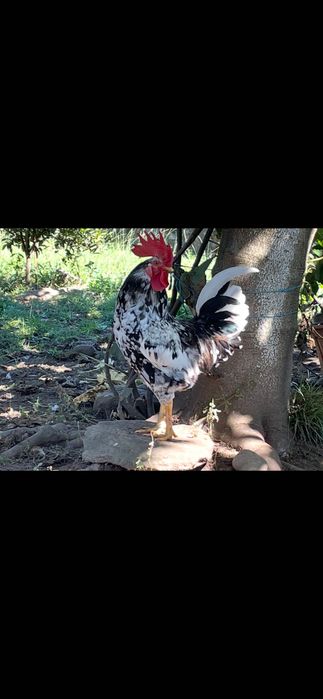 Vendo garnizo adulto