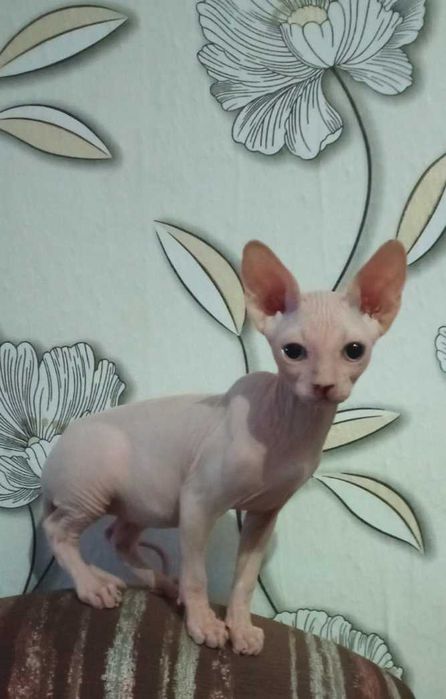 Кошення сфінкса 4 міс.