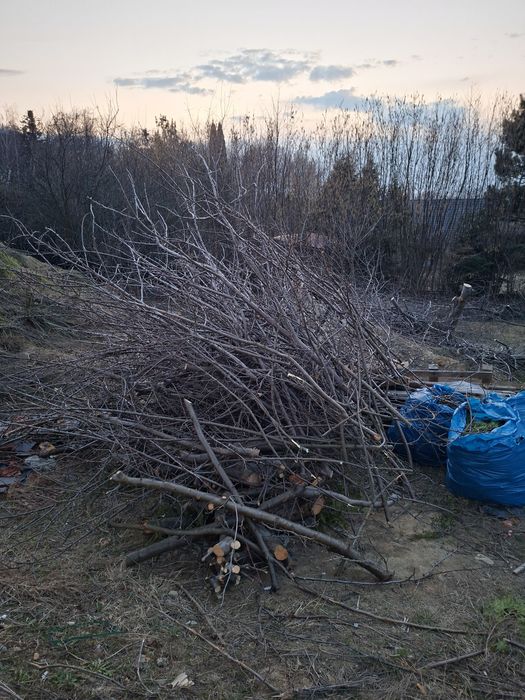 Drewno owocowe pociete oddam