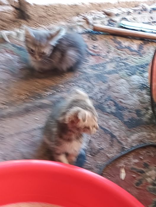 Віддам даром кошенят.3 місяця.Кривий Ріг.