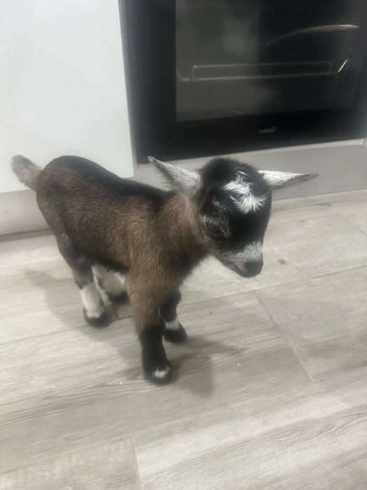 Cabrito anao bebe macho