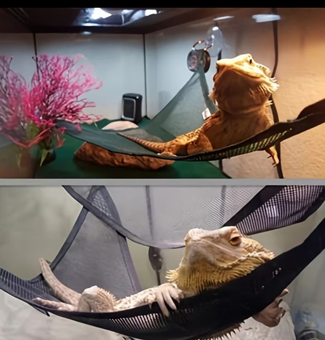 Гамак для змій та інших рептилий