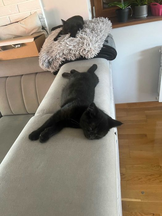 Cudowny kotek brytyjski