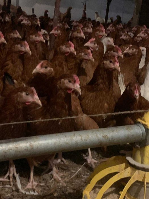 Kury nioski Rossa Messa Sussex Leghorn ! I inne rasy od hodowcy !!