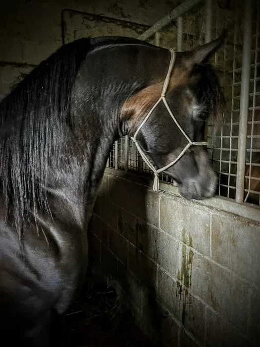cavalo puro sangue árabe cobrições