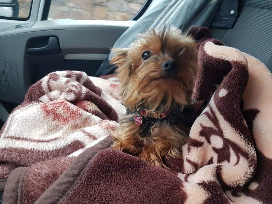 Kurier Irlandia Polska irlandia usługi transport przeprowadzki