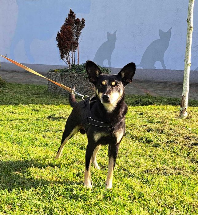 Pilne! Cudowny piesek usycha w schronisku