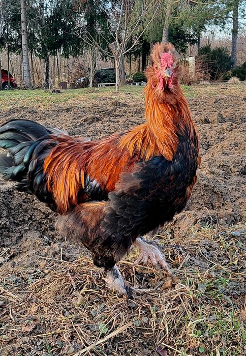 Kogut zmieni kurnik 
Na sprzedaż młody kogut