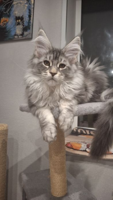 Кошенята Мейн Кун