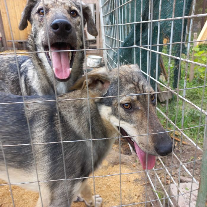 Собака (молоді , підлітки)