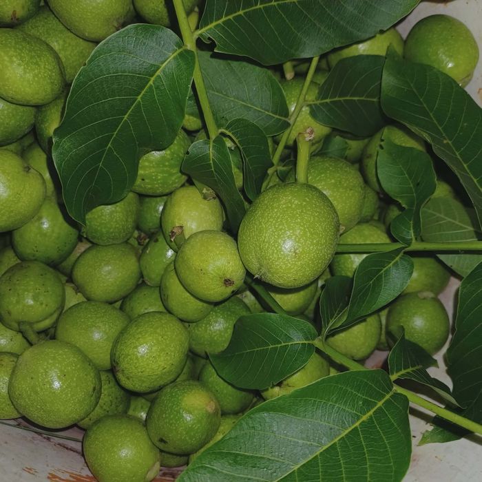 Orzechy włoskie zielone tegoroczne ekologiczne 5 kg
