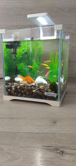 Акваріум з рибками "під ключ".  Акваріум - куб Minjiang MJ 268, 10л