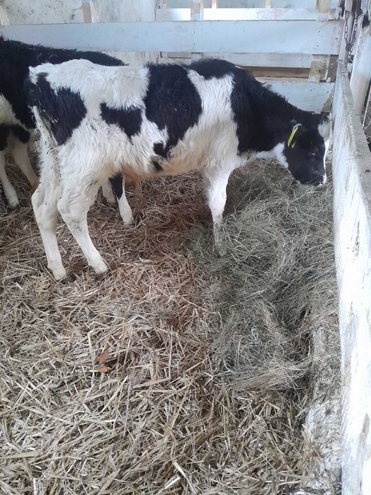 Byczki cielaki sprzedam