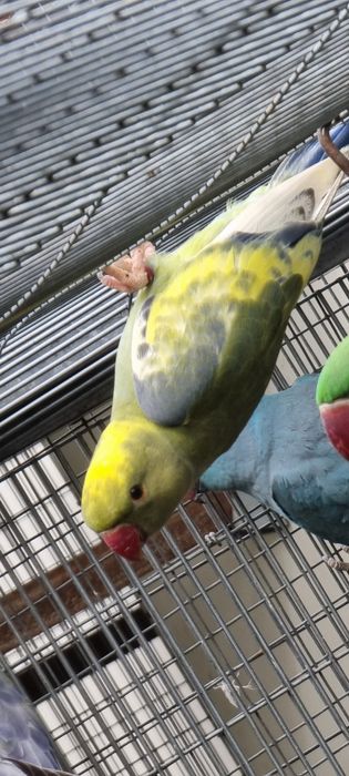 Ring necks de 2024 e 2025 várias mutações