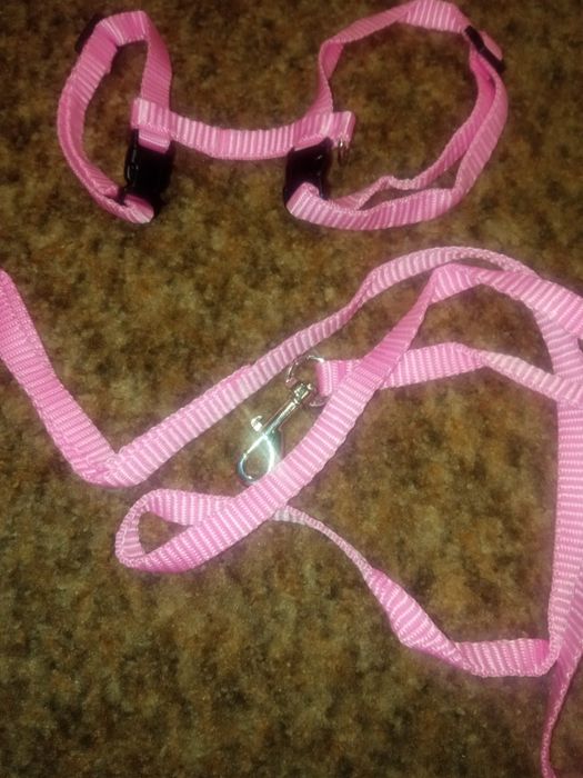 Корисний повідець для домашньої кішки і кролика, який може перешкодити