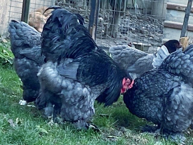 Яйце для інкубації, курчата, Кохінхін – блакитний, лавандовий, золото.