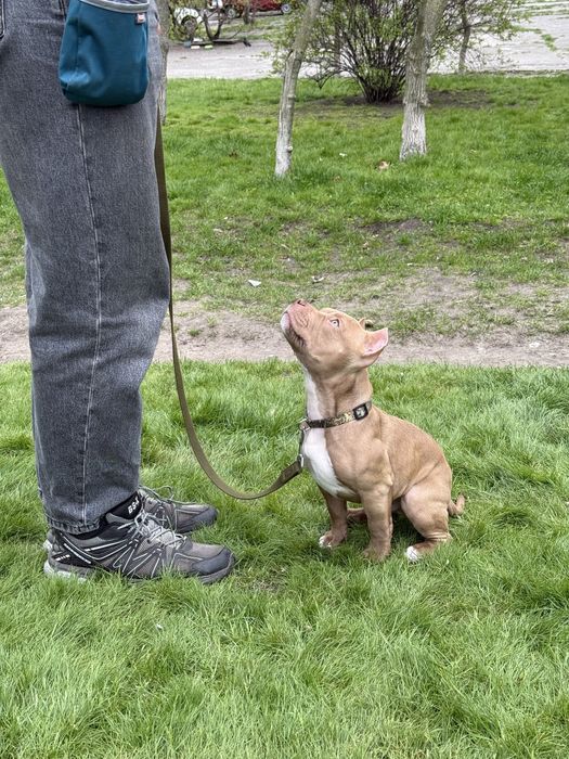 Кінолог . Дресирування собак