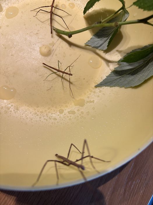 Patyczaki - młode oddam