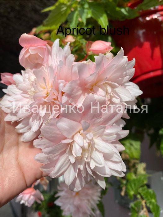 Бегония беллекония Apricot blush
