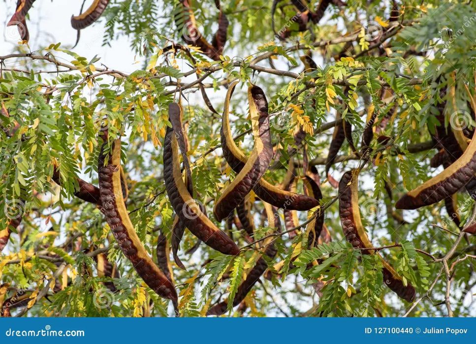 sementes de Gleditsia triacanthos