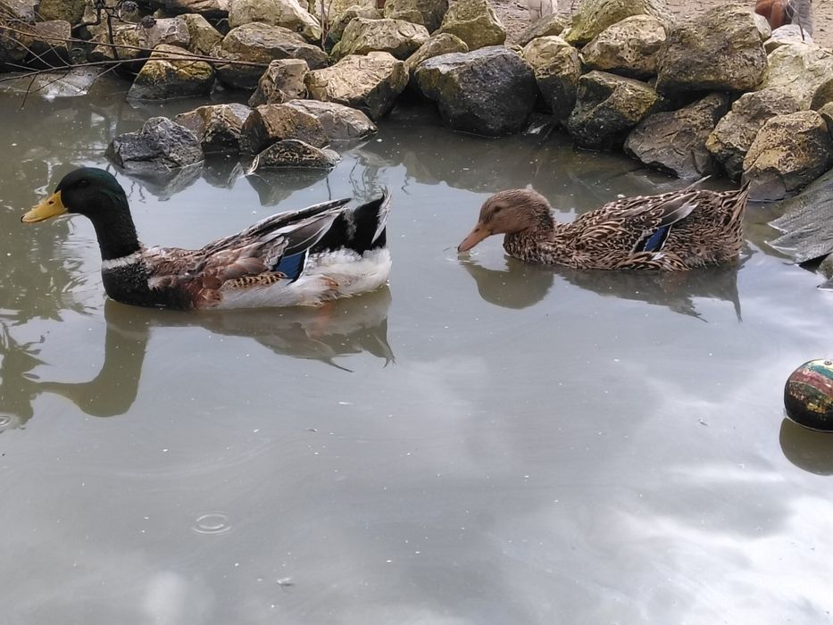 Patos Rouen Puros